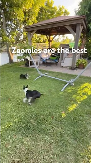 Boston Terrier zoomies are the best ♥️🐾♥️ #dog #zoomies ￼