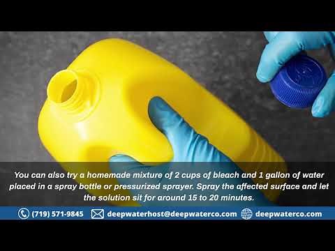 Are Mold Mites Dangerous? Here's How You Can Get Rid of Them