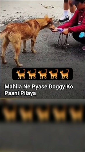 Mahila Ne Pyase Doggy Ko Paani Pilaya ll #dog #animals #shorts