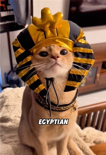 Cat with Unique Fairy-like Ears Discovery