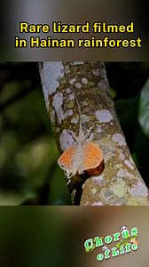 8.5K views · 71 reactions | A rare Draco lizard was captured in Hainan’s rainforest, showcasing its remarkable gliding skills and camouflage, earning it the title of both “aerial acrobat” and “master of disguise.” #ChorusofLife | CCTV | Facebook
