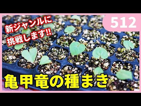 亀甲竜の種まき by 園芸チャンネル 512 園芸 ガーデニング 初心者