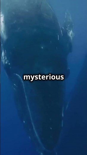 The Loneliest Whale In The World: The 52 Hertz Mystery