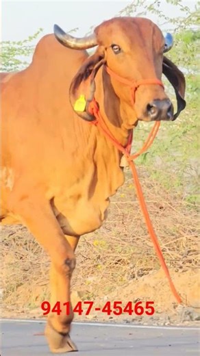 High Milk Production Gir Cow | 20 Liter Daily | Aravali Dairy Farm Kishangarh Ajmer