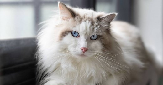 Gato Ragdoll, características, cuidados y temperamento único