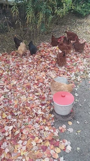 Chickens Chomping In The Fall #chicken #freerangechickens #backyardchicken