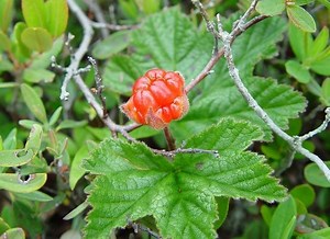 Rubus chamaemorus - Alchetron, The Free Social Encyclopedia
