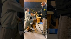 How to teach a pit bull how to safeguard against any threat