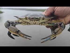 Excellent Day of Crabbing**Catch Clean And Cook**Blue Crabs