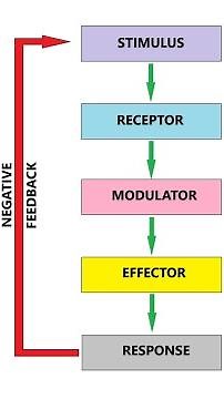 Stimulus Response model