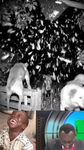 Dog Disturbs a Bee 🐝 Bunch Using a Stick 😅🐶 Things Got Wild! #FunnyDog #BeeAttack #AnimalReel #ViralVideo #NatureFails | Philip Murunga