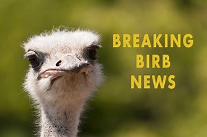 Parrot's "alien" growth freaks out owner