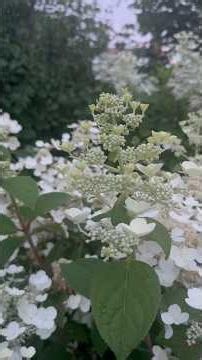 This 7-Foot Quick Fire Hydrangea Stole the Entire Garden! ⛈️🌸