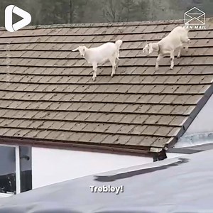 This Welsh woman catching her goats on the roof is absolutely hilarious! 🐐😂 | IGV
