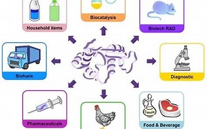 alevel biology 生物 immobilised enzymes固定酶