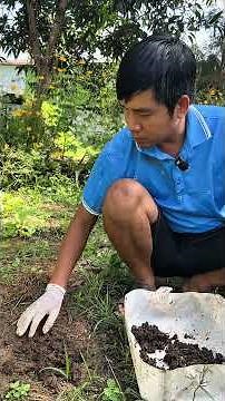 Hướng dẫn bón phân trùn quế đúng cách cho vườn rau #vuongtrunque #farming #trunque