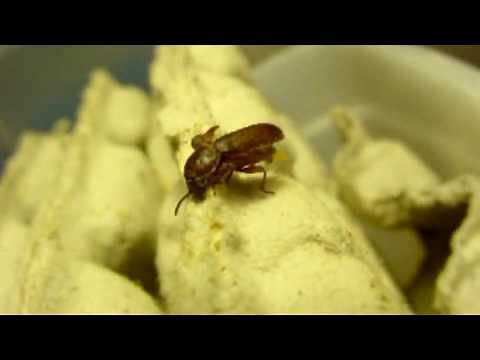 meal worm beetle laying eggs
