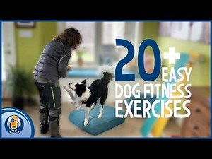 20 Exercises That Help Your Dog Live Longer: Start Today! #317 #podcast