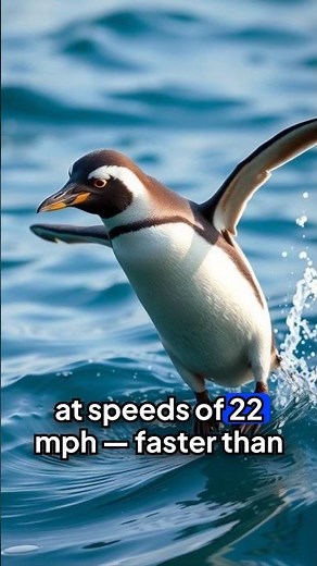 incredible gentoo penguin speeds faster than olympic swimmer