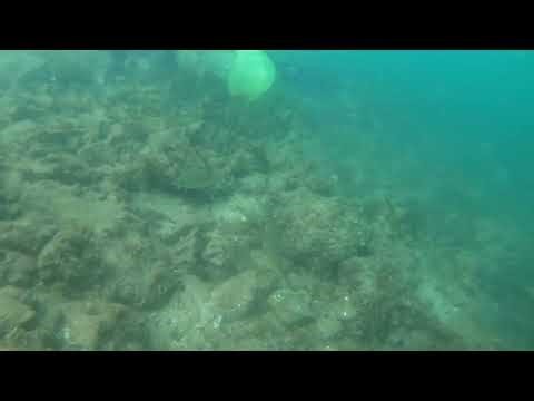 Marine Aquarium Fish Collecting