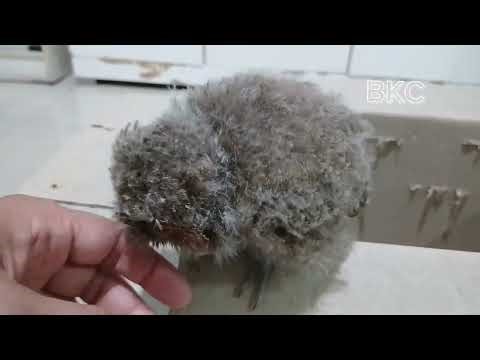 Si Kecil Mungil Bayi Celepuk