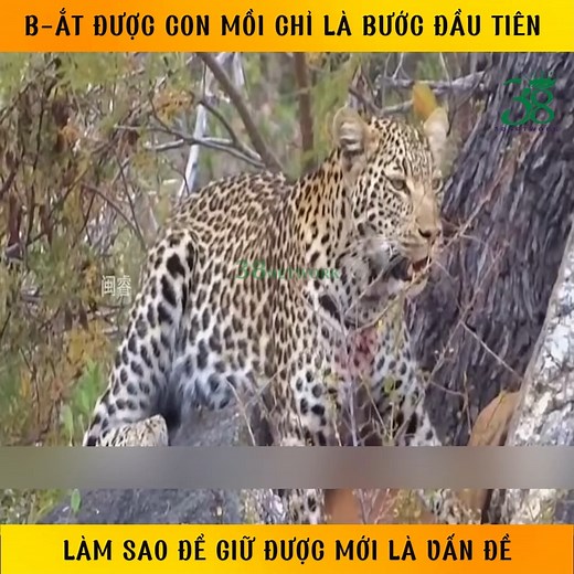 40K views · 353 reactions | B-ắt được con mồi chỉ là bước đầu tiên làm sao để giữ được mới là vấn đề ©️ Nội dung được sản xuất bởi 38 Network #review #reviewdongvat #hoangda | Minh Tâm Review 38 | Facebook