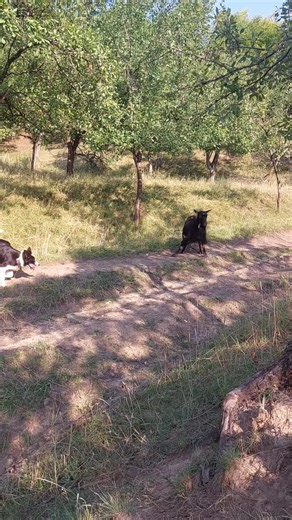 Border Collie Work Line Adventures in Romania
