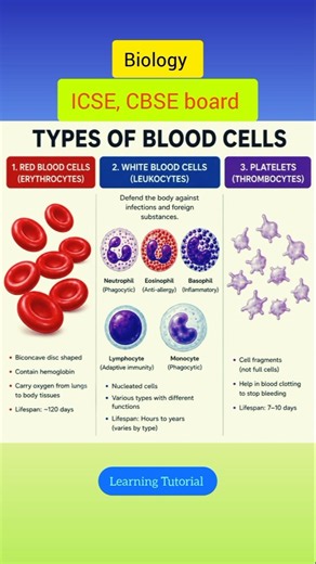 Types of Blood Cells | RBC, WBC & Platelets Explained #shortvideo #biology