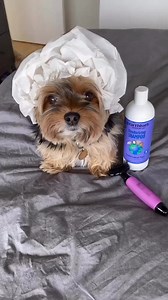 Splish splash I was taking a bath🛁 #doglover #fyp #animals #dogoftheday #funnydog #dog #puppies #virals #instadog #funny #cute #world | Chelseatheyorkie