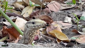 7.6K views · 166 reactions | Bencal Monitor Lizard ត្រកួត | Natural Network | Facebook