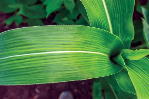 Making agriculture more efficient for food security and sustainable growth