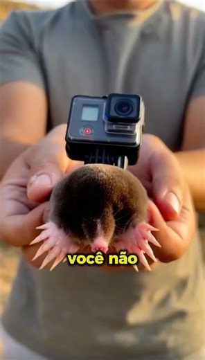 OQUE ESSE ANIMAL FILMOU 😱 #shorts #animais #curiosidades