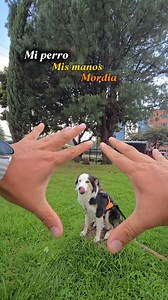 Enséñale a no morder tus manos 😬🐶🖐️ #doglover #mascotas #dogtraining #tutorial #perros | Checho adiestrador