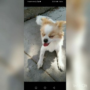 84 shares | #mascota #extraviada Se llama pinky, tiene 5 años de edad, es de raza miniatura de pelaje blanco con caramelo, la vimos por última vez en 7 de enero y la Cois, los números de contacto son 924164811 y 912076388 | Refugio Animal Chiclayo | Facebook