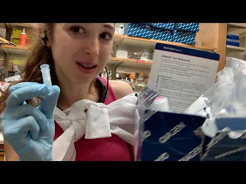 Minipreps: alkaline lysis based plasmid purification