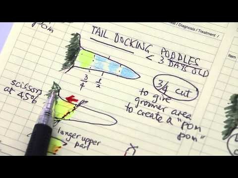 How is tail amputation in dogs performed by the vet?