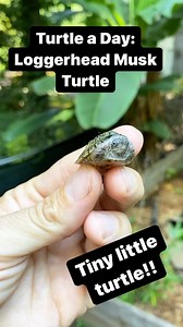 Have you ever seen a turtle this small!? Hatchling musk turtles are some of the smallest turtles in the world. This 6 month old loggerhead musk still has lots of growing to do to reach its 4” carapace length potential. This species lives in clear streams and springs usually with abundant snail and small mollusk populations and adults are known for their enormous heads #turtles #muskturtle #sternotherus #sternotherusminor #loggerheadmuskturtle #babyturtle #babyanimals #animalreels #reptilereels |