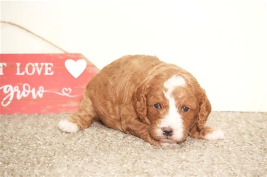 Olivia - Cavapoo Puppy AAAC00
