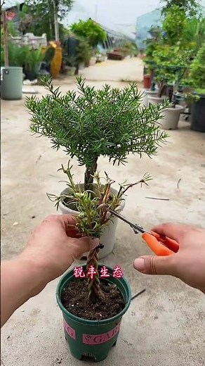 To create a braided sunflower bonsai, cut sunflower branches and let them rest for a day before