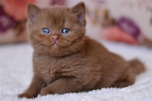 Ecler British Shorthair male, cinnamon