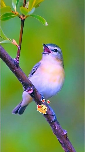 Morning Birdsong 🌳 Real Bird Sounds & Bird Singing | Spring Awakening 2026 Nature Sounds