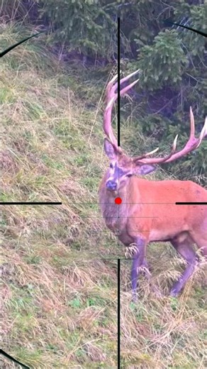 Hunting | caccia | Caza | Chasse