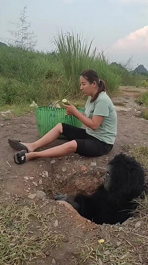 Gorilla Interaction in a Natural Setting