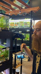 116K views · 1.1K reactions | Happy Father’s Day - fish daddy  NANO...