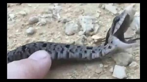 உலகமகா நடிப்புடா சாமி: பாம்பின் மரண நாடகம், வியப்பில் நெட்டிசன்ஸ், வீடியோ வைரல்