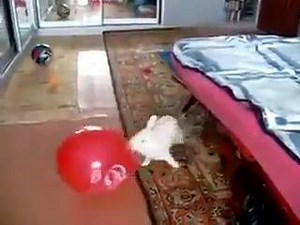 A rabbit is playing with a balloon and suddenly the balloon bursts. Watch the rabbits weird reaction. #filmydude | FilmyDude
