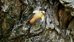 Time-lapse shows entire molting process of a Brood X cicada