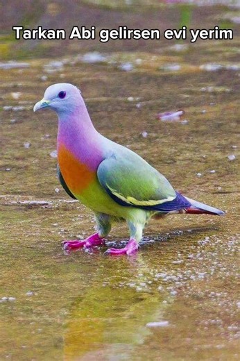TARKAN ABİ GEEEEEEL