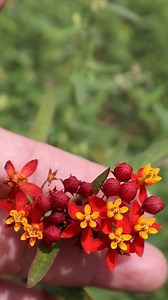 4.2K views · 125 reactions | Asclepias curassavica es una planta...