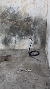 Dengerous Fight King cobra with nevla fighting video #wildlife #snack #snack #nevlafightkingcobra #kingcobra #snacktime #animallover #shortsvideos #fbviralreels #fbreels23 #snackvideo #snacks #cat #catlover | snakes with nevla
